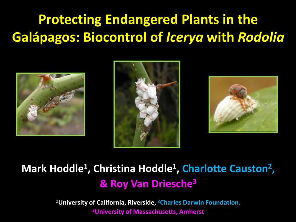 Biocontrol of Icerya with Rodolia