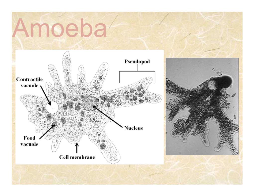 Chilomonas Are Very Common and Are One of the Chief Food Sources for Larger Protozoans, Especially Amoeba Proteus