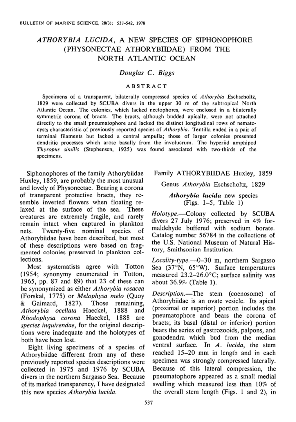 &lt;I&gt;Athorybia Lucida&lt;/I&gt;, a New Species of Siphonophore