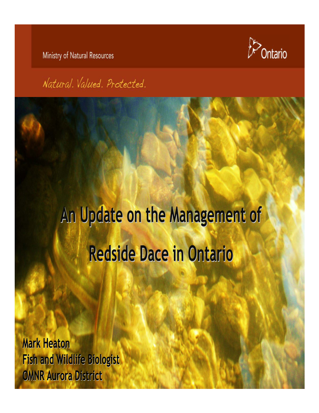 An Update on the Management of Redside Dace in Ontario