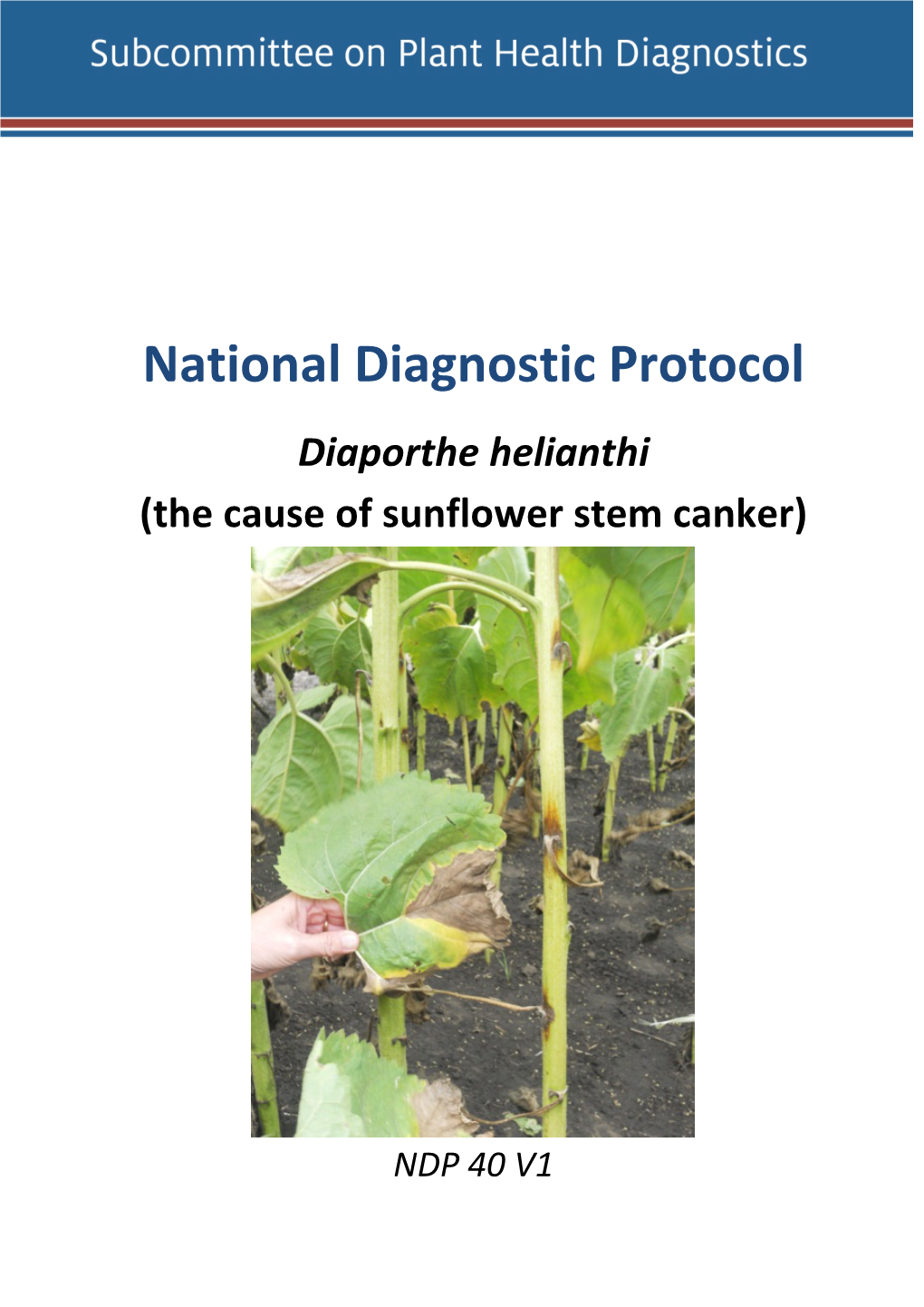 NDP 40 Sunflower Stem Canker – Diaporthe Helianthi(1.62MB)