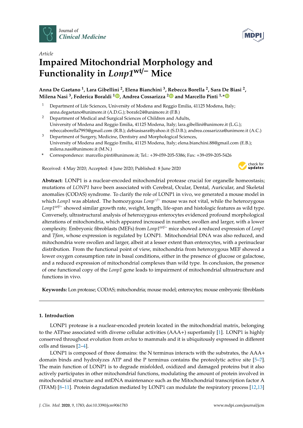 Impaired Mitochondrial Morphology and Functionality in Lonp1wt