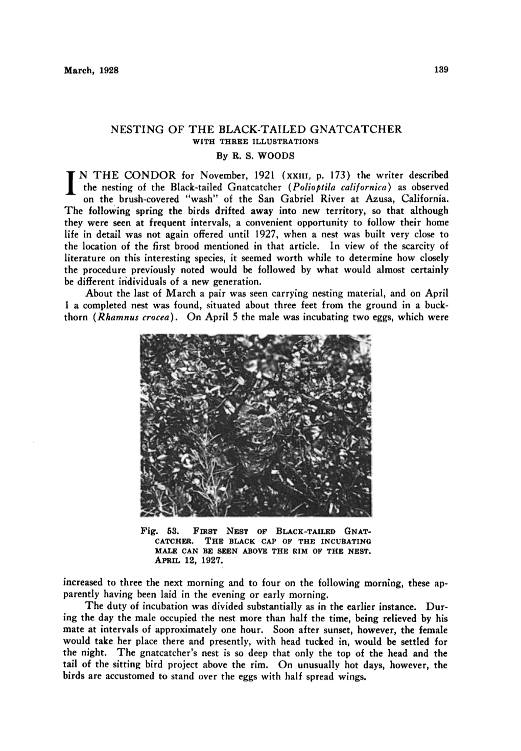 Nesting of the Black-Tailed Gnatcatcher (With Three Ills.)