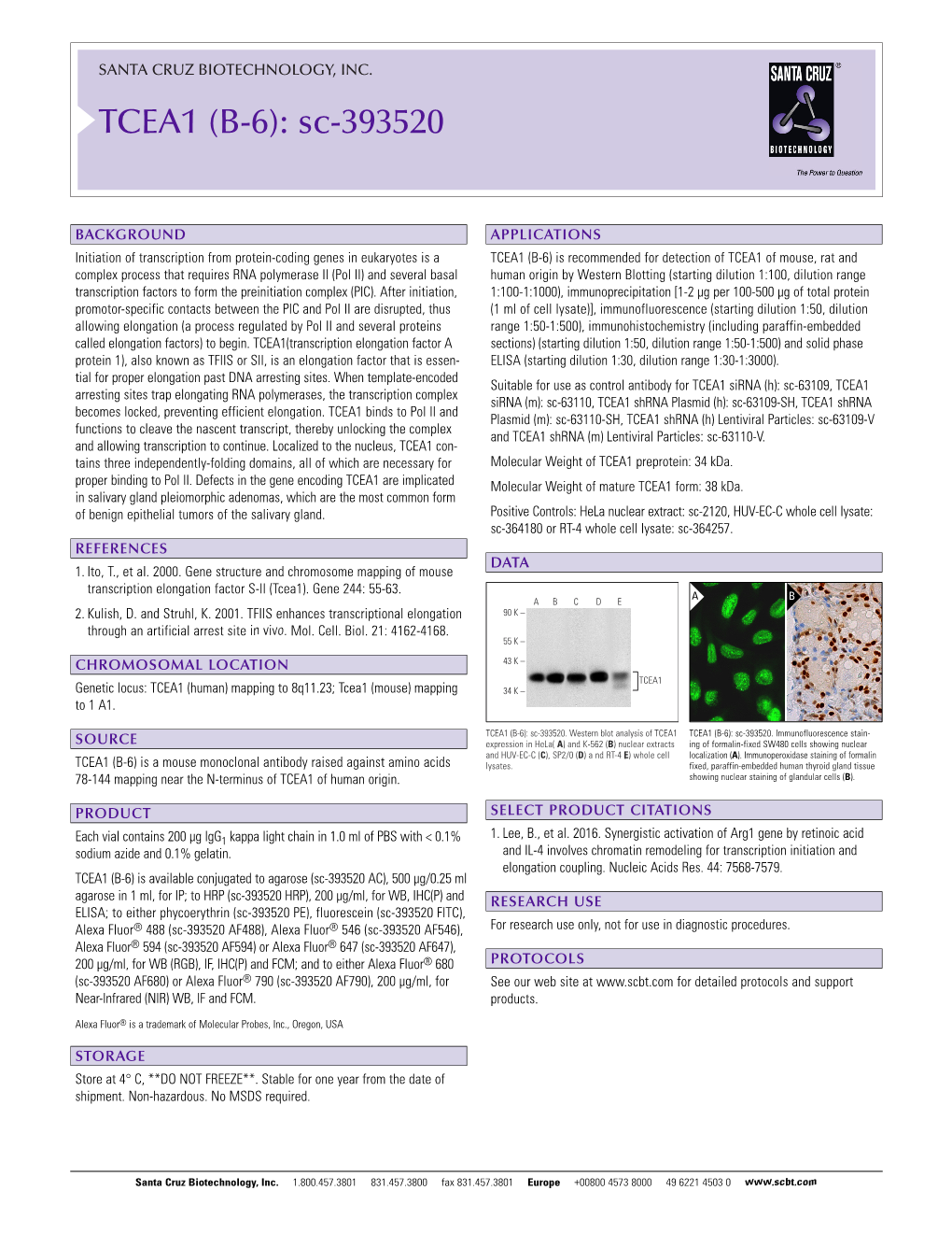 TCEA1 (B-6): Sc-393520