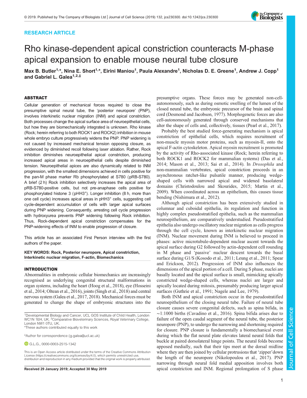 Rho Kinase-Dependent Apical Constriction Counteracts M-Phase Apical Expansion to Enable Mouse Neural Tube Closure Max B