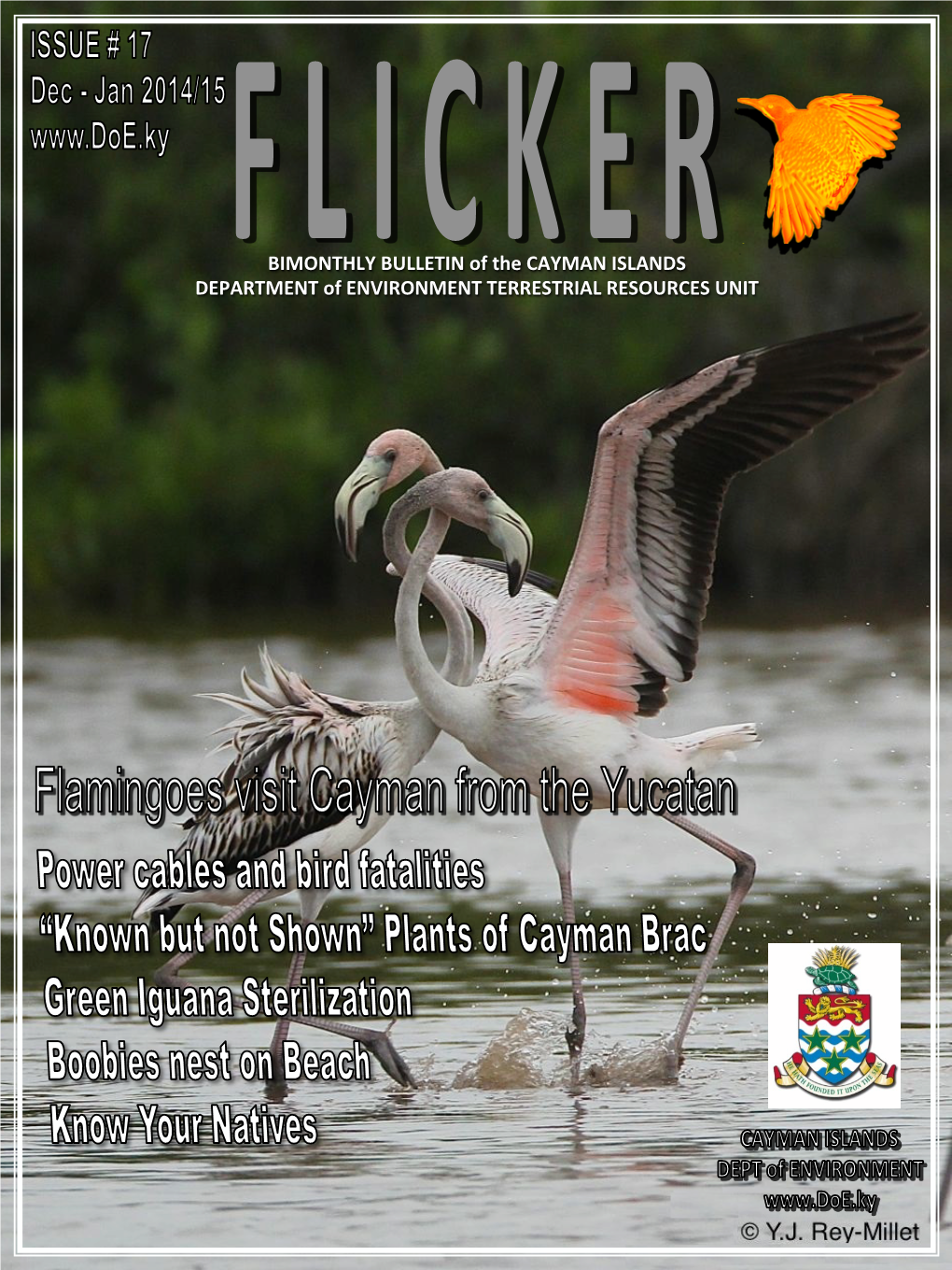 BIMONTHLY BULLETIN of the CAYMAN ISLANDS DEPARTMENT of ENVIRONMENT TERRESTRIAL RESOURCES UNIT Flamingoes Visit Cayman from the Yucatan