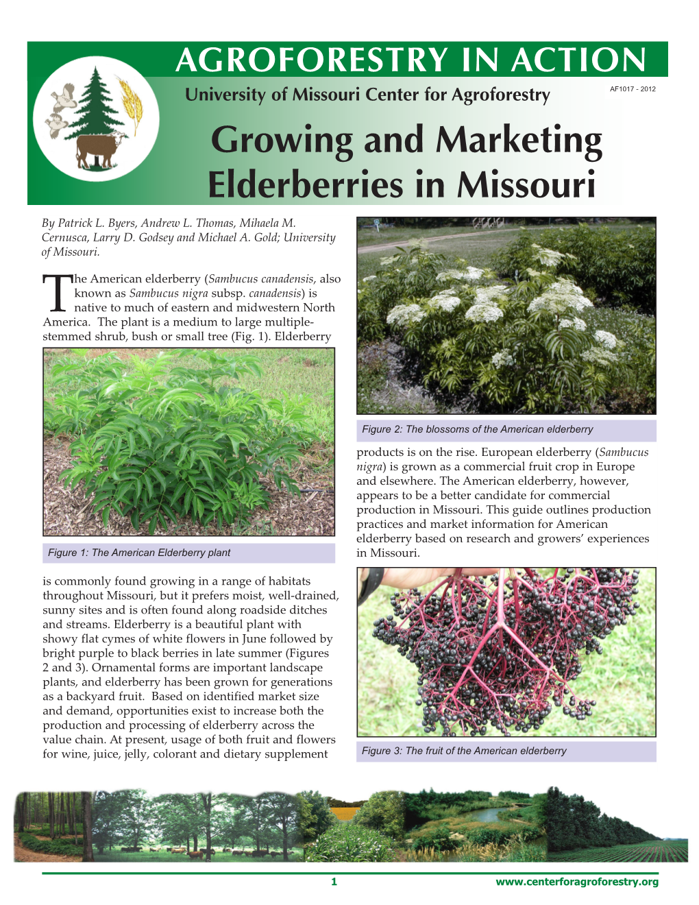 Growing and Marketing Elderberries in Missouri by Patrick L