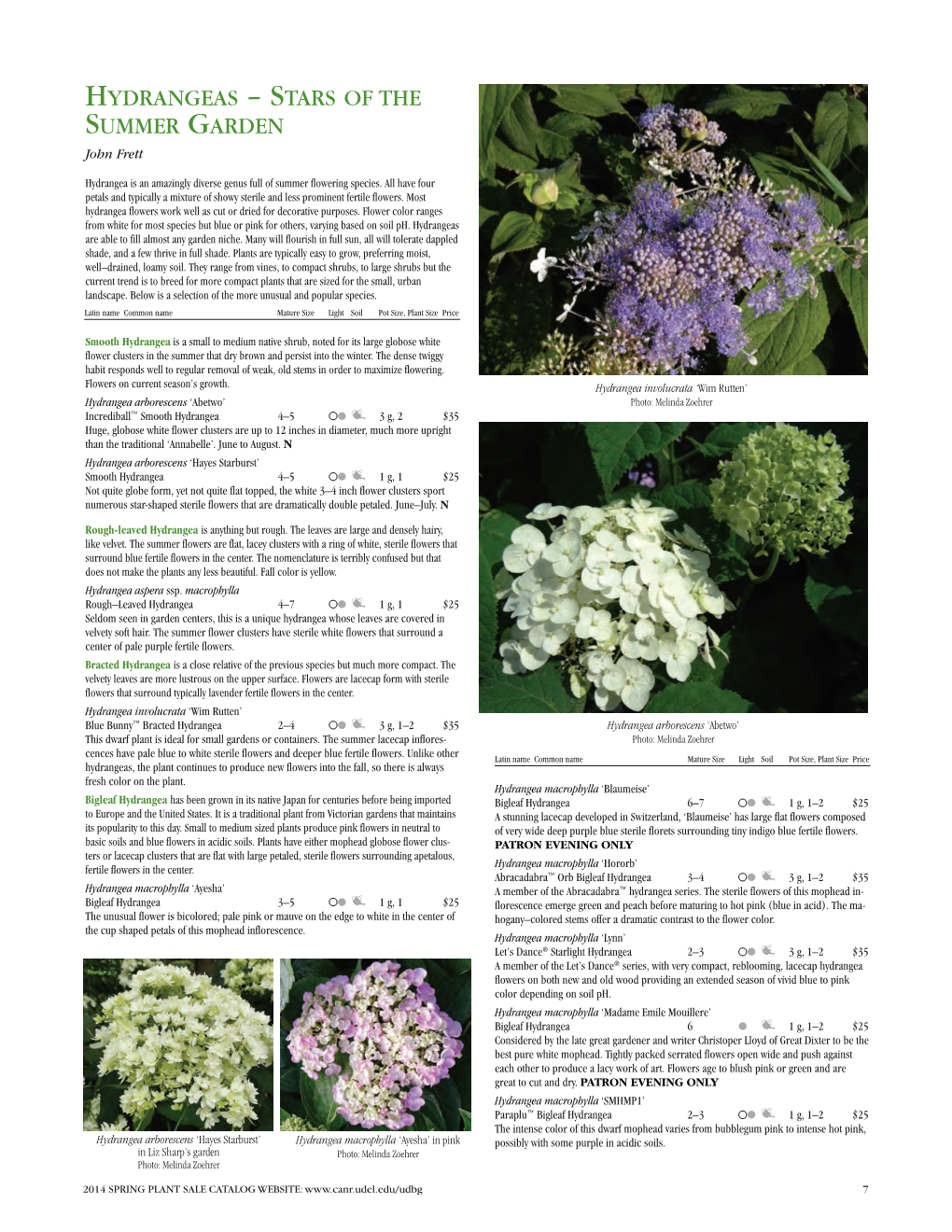 HYDRANGEAS – STARS of the SUMMER GARDEN John Frett