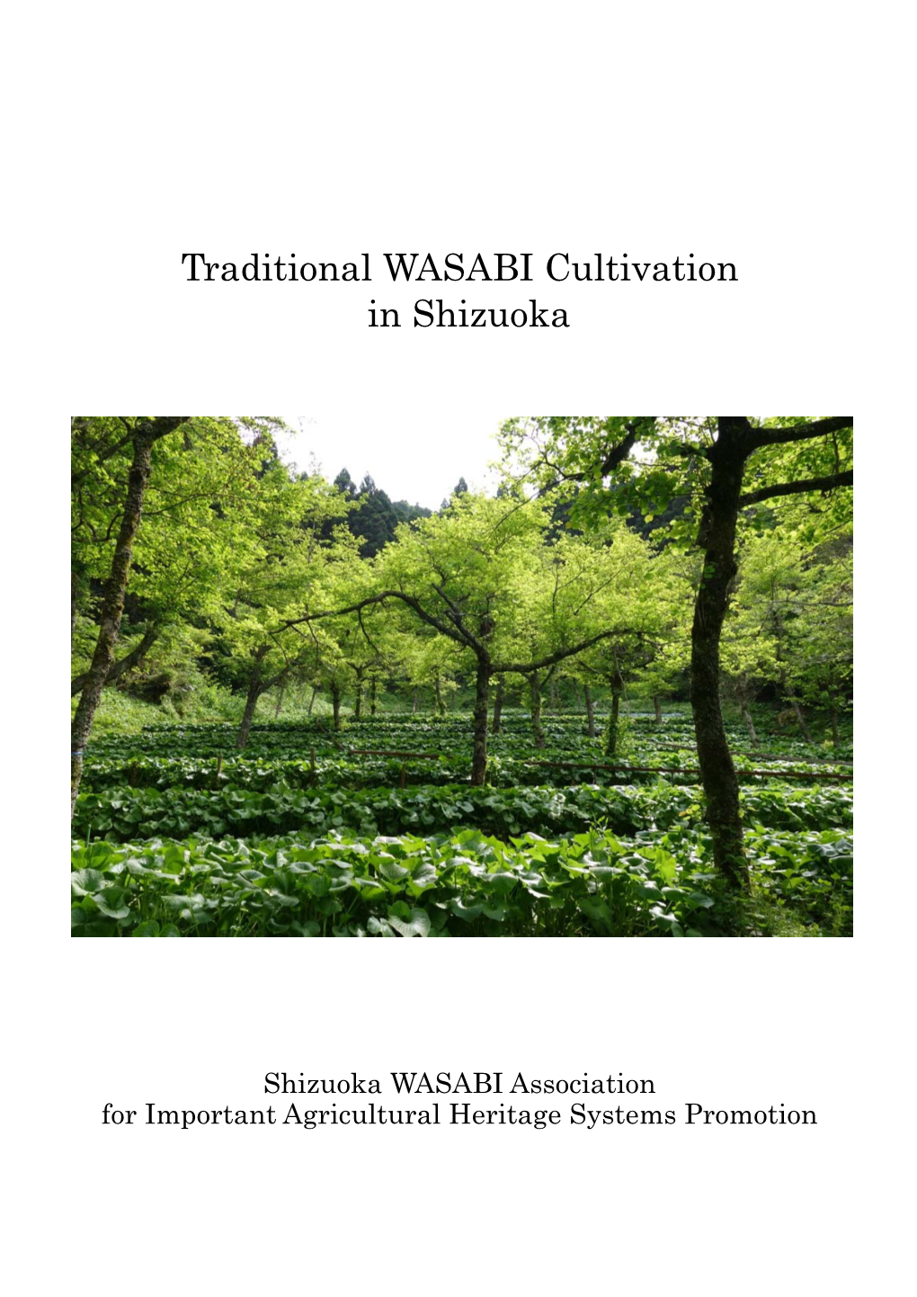 Traditional WASABI Cultivation in Shizuoka