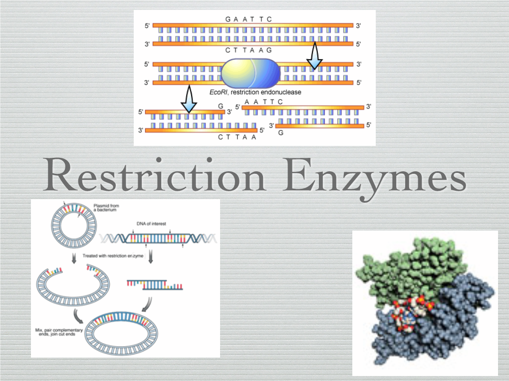 Restriction Fragments