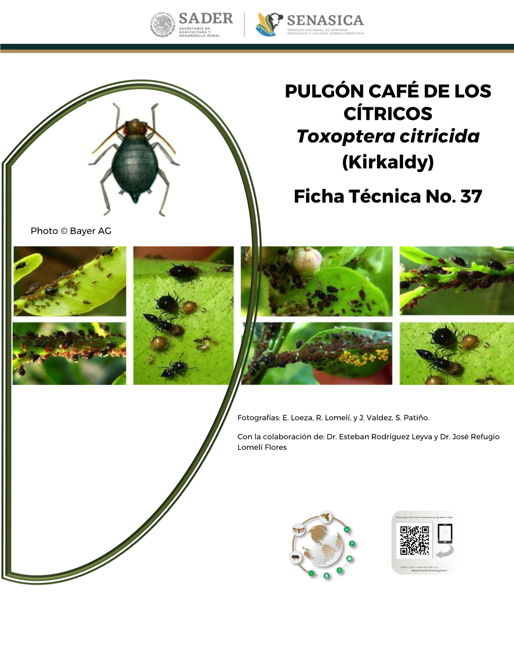 Pulgón Café De Los Cítricos Toxoptera Citricida (Kirkaldy)