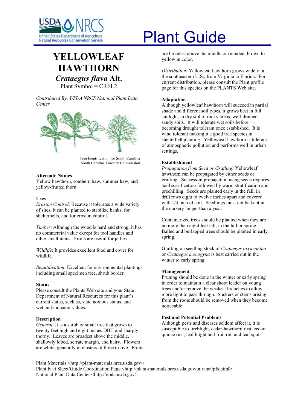 Yellowleaf Hawthorn Grows Widely in the Southeastern U.S., from Virginia to Florida