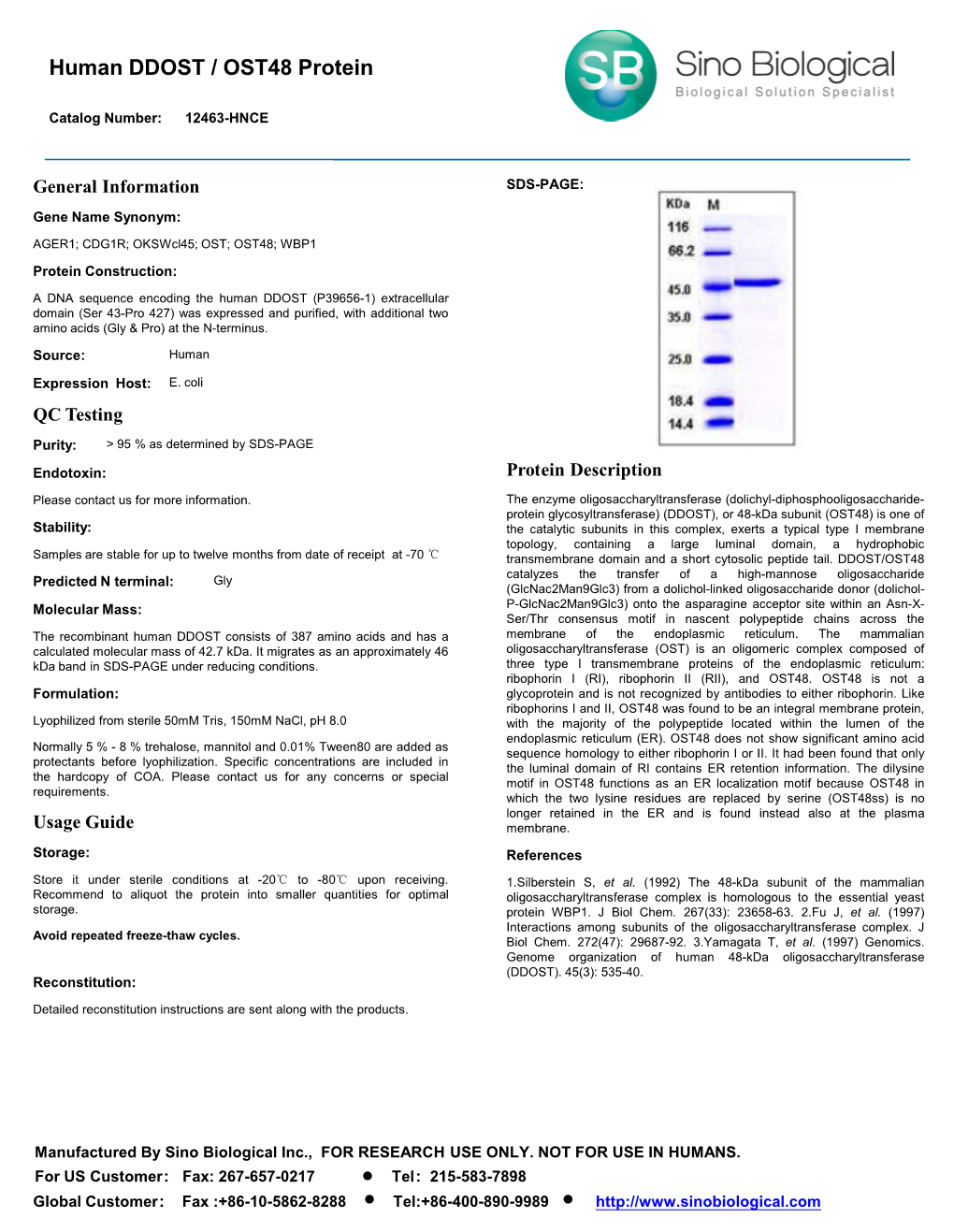 Human DDOST / OST48 Protein