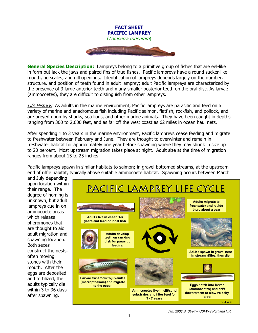 Pacific Lamprey Life Cycle