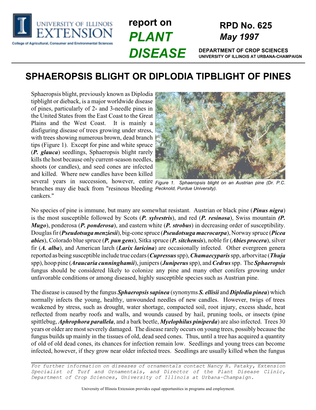 Sphaeropsis Blight Or Diplodia Tipblight of Pines