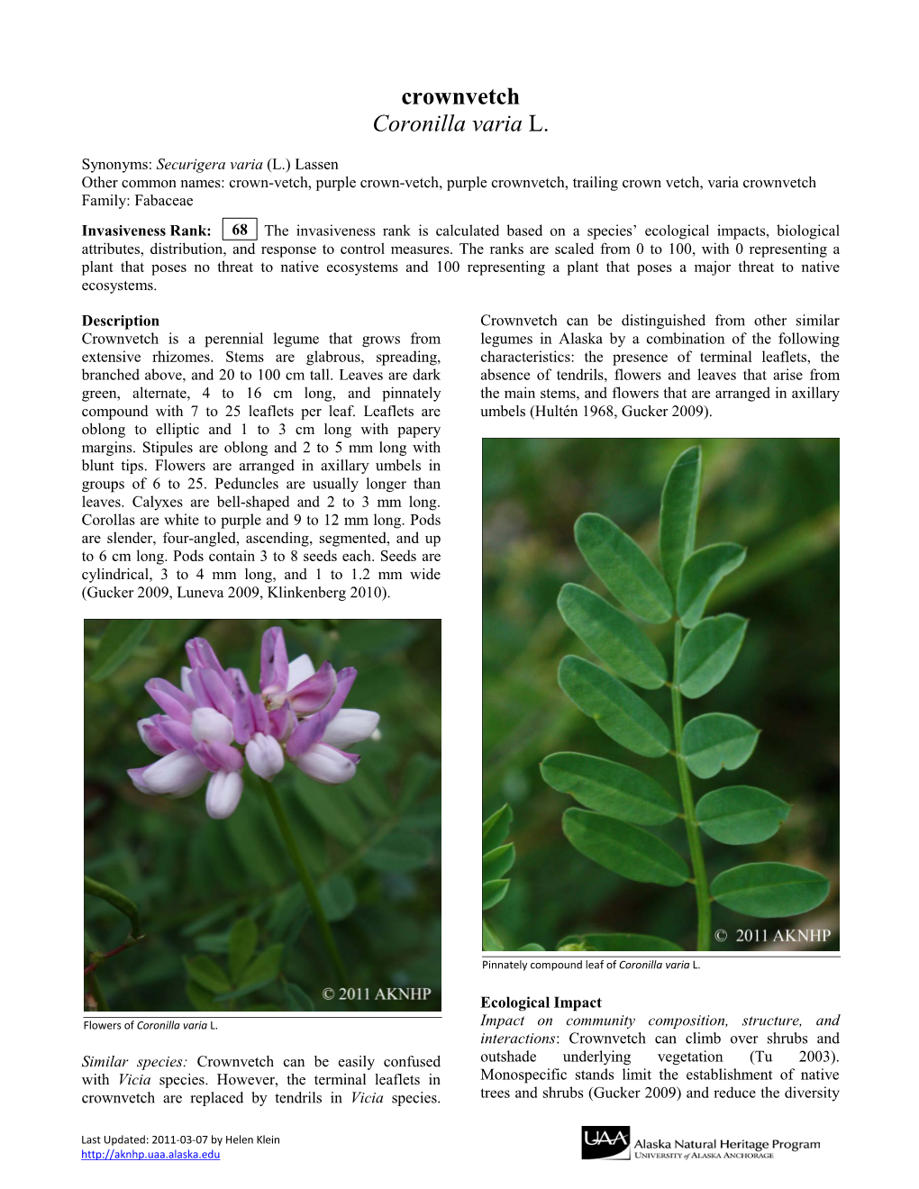 Crownvetch Coronilla Varia L