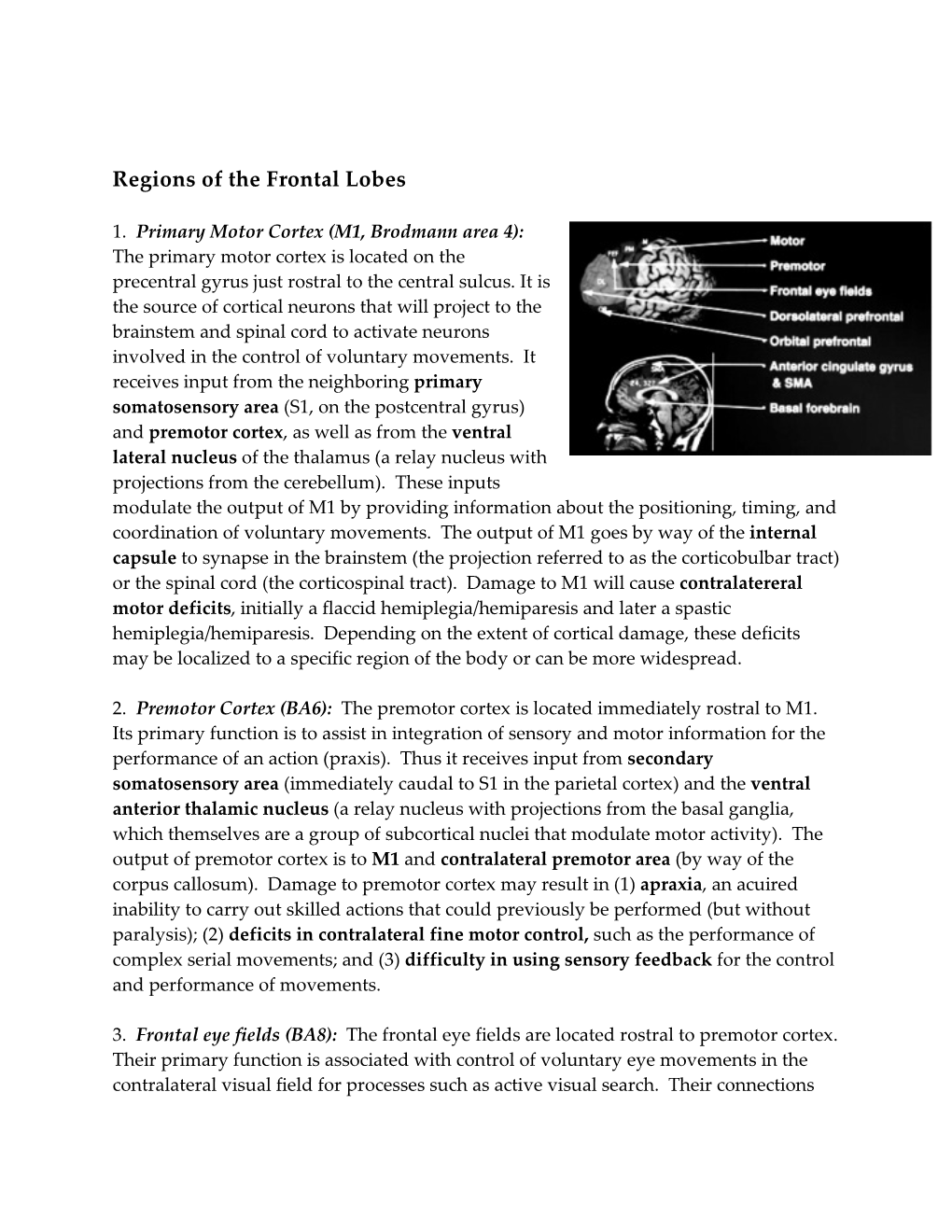 Regions of the Frontal Lobes