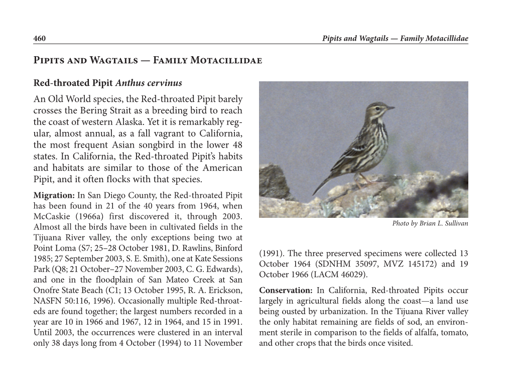 Pipits and Wagtails — Family Motacillidae