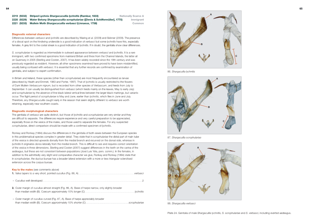 9232) Striped Lychnis Shargacucullia Lychnitis (Rambur, 1833