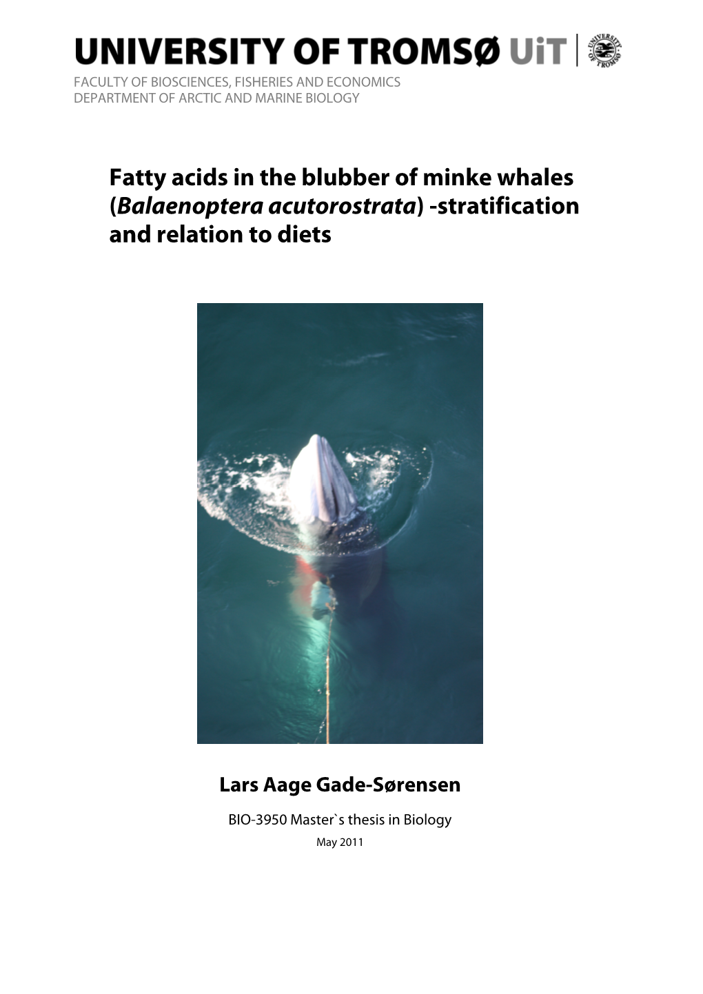 Fatty Acids in the Blubber of Minke Whales (Balaenoptera Acutorostrata ) -Stratification and Relation to Diets