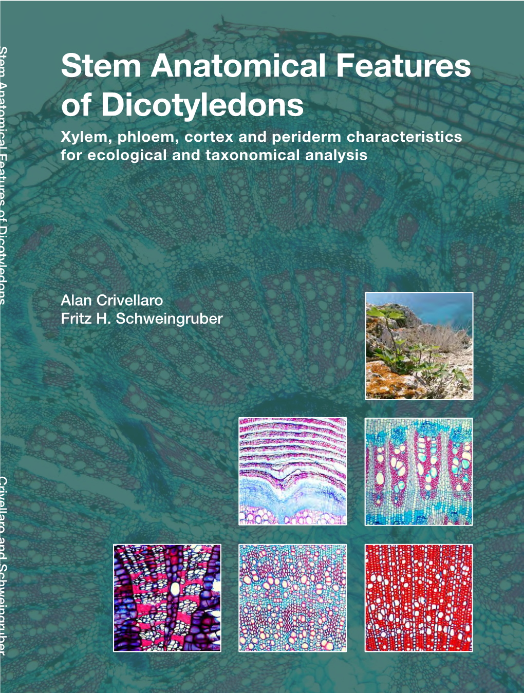 Stem Anatomical Features of Dicotyledons