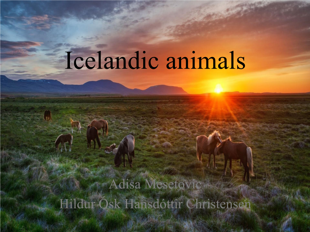 Icelandic Animals