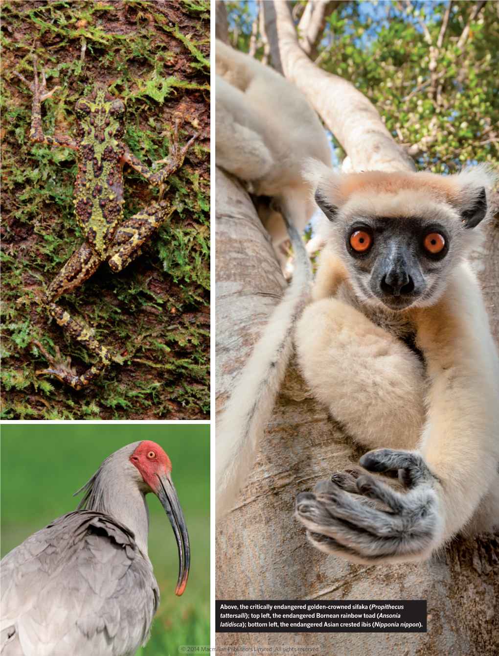 Above, the Critically Endangered Golden-Crowned Sifaka