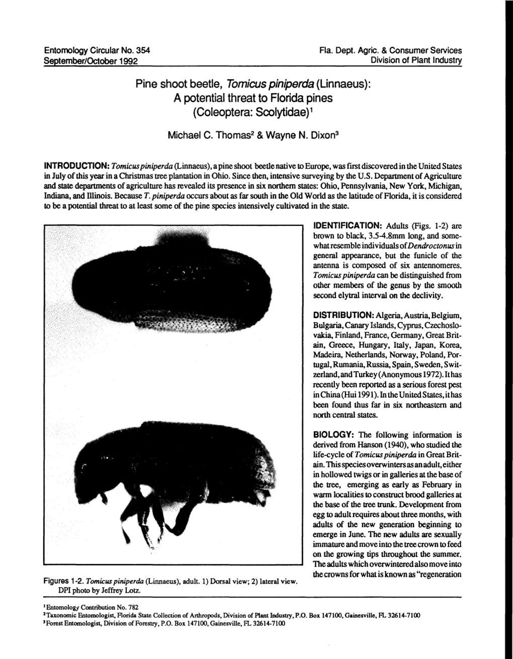 Pine Shoot Beetle, Tomicus Piniperda (Linnaeus): a Potential Threat to Florida Pines (Coleoptera: Scolytidae) 1