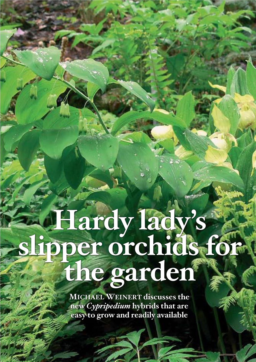 Hardy Lady's Slipper Orchids for the Garden