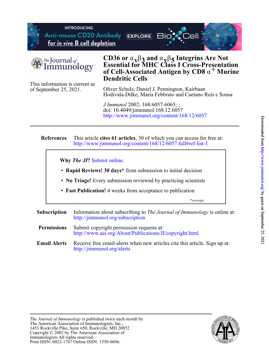 Dendritic Cells Murine + Α of Cell-Associated Antigen by CD8