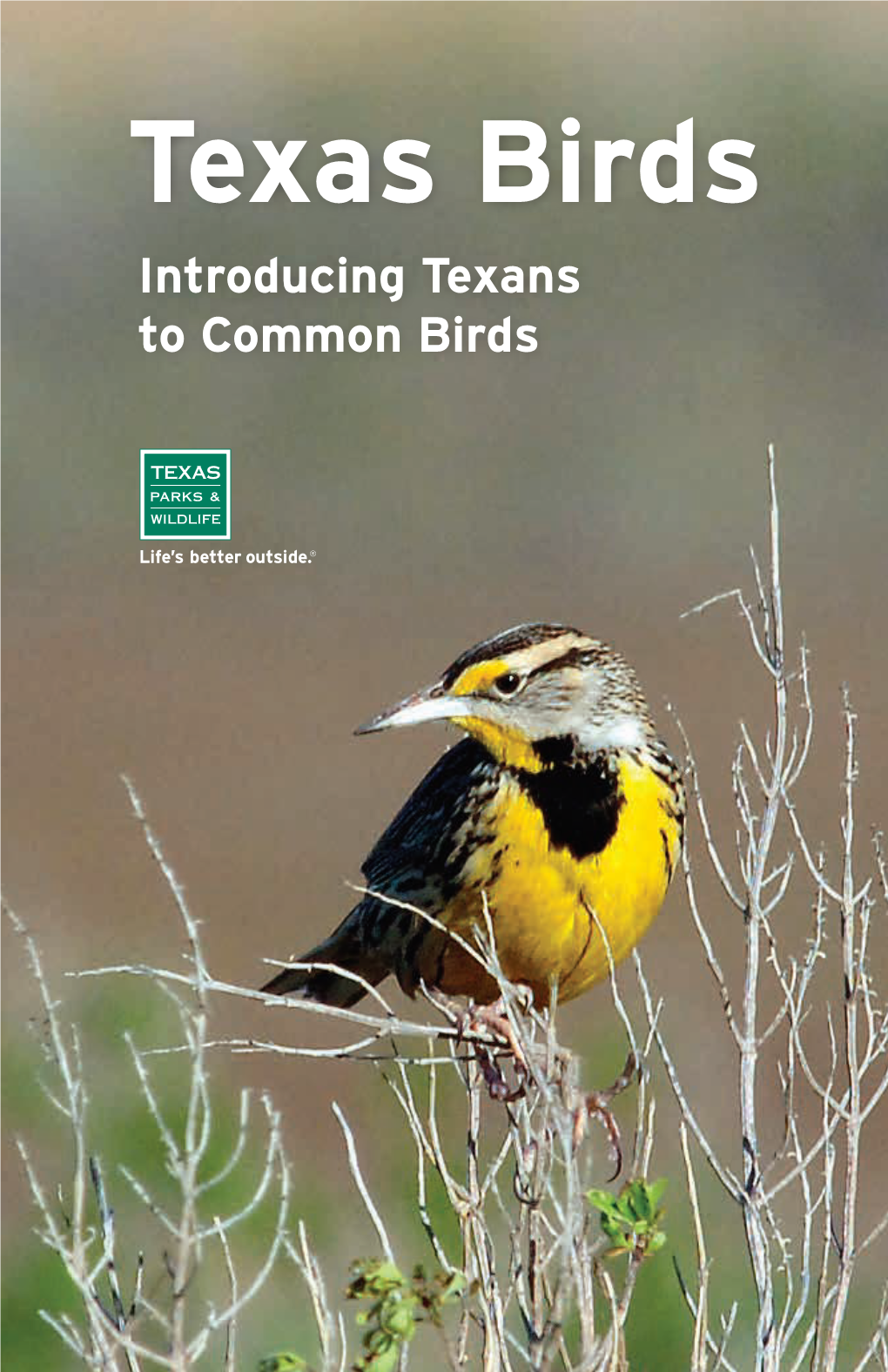 Texas Birds Introducing Texans to Common Birds Unless Otherwise Noted, Photos Courtesy of Jim Devries