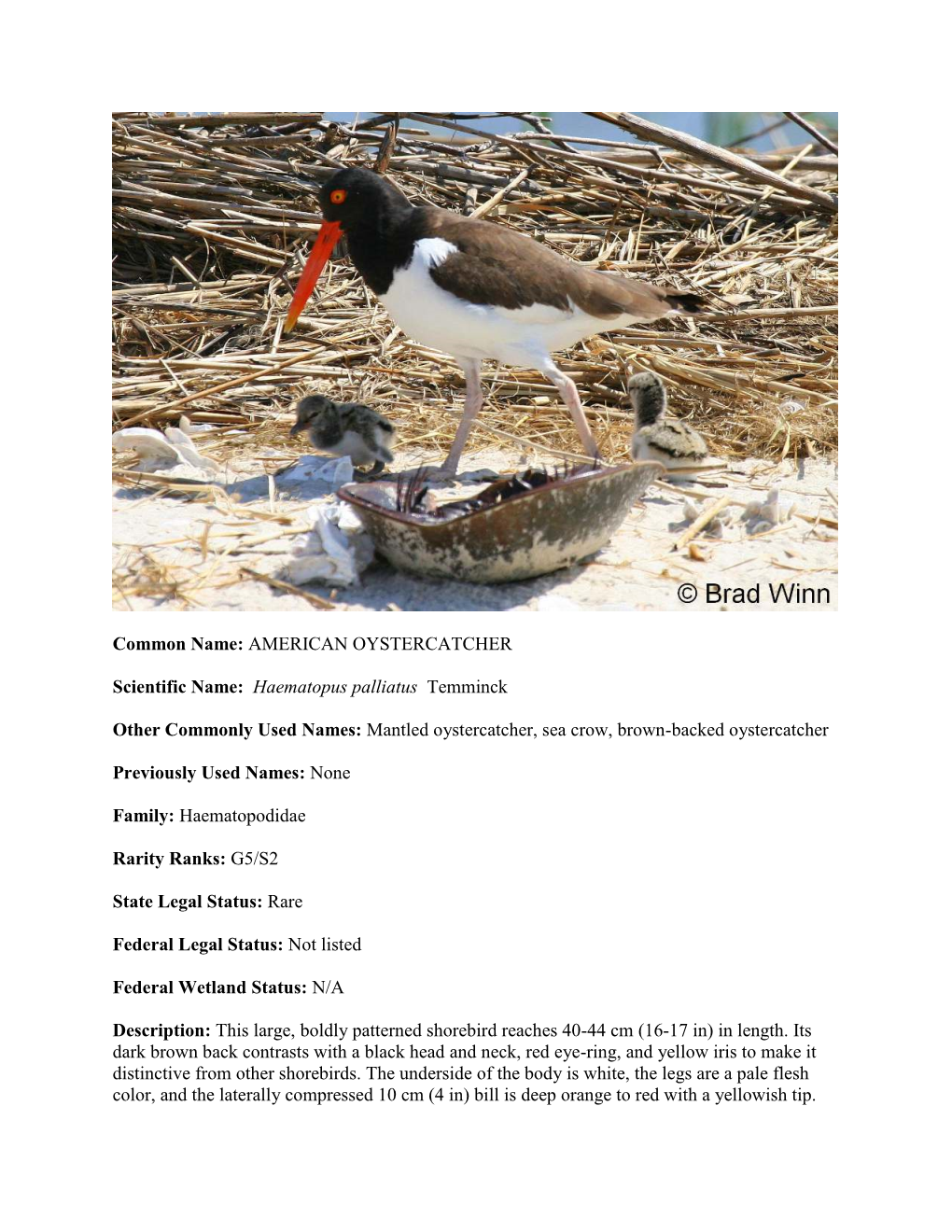 Common Name: AMERICAN OYSTERCATCHER