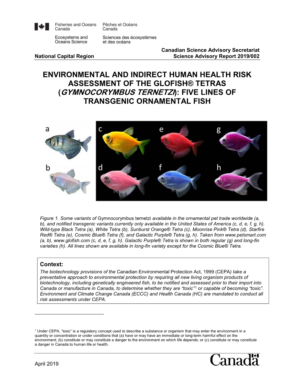 Environmental and Indirect Human Health Risk Assessment of the Glofish® Tetras (Gymnocorymbus Ternetzi): Five Lines of Transgenic Ornamental Fish
