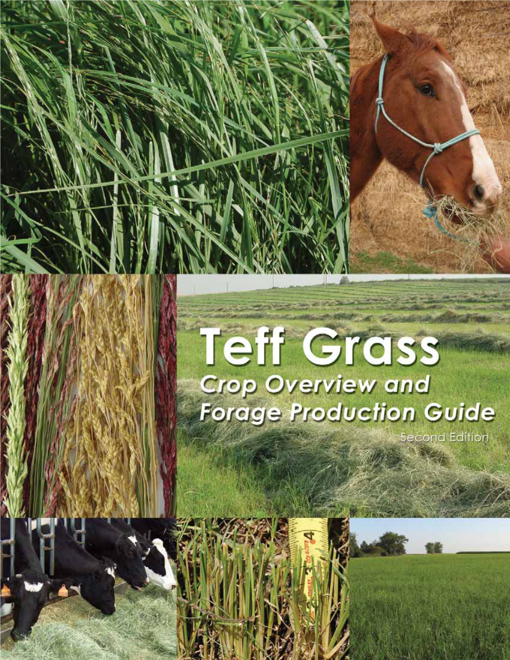 Teff Grass Crop Overview and Forage Production Guide