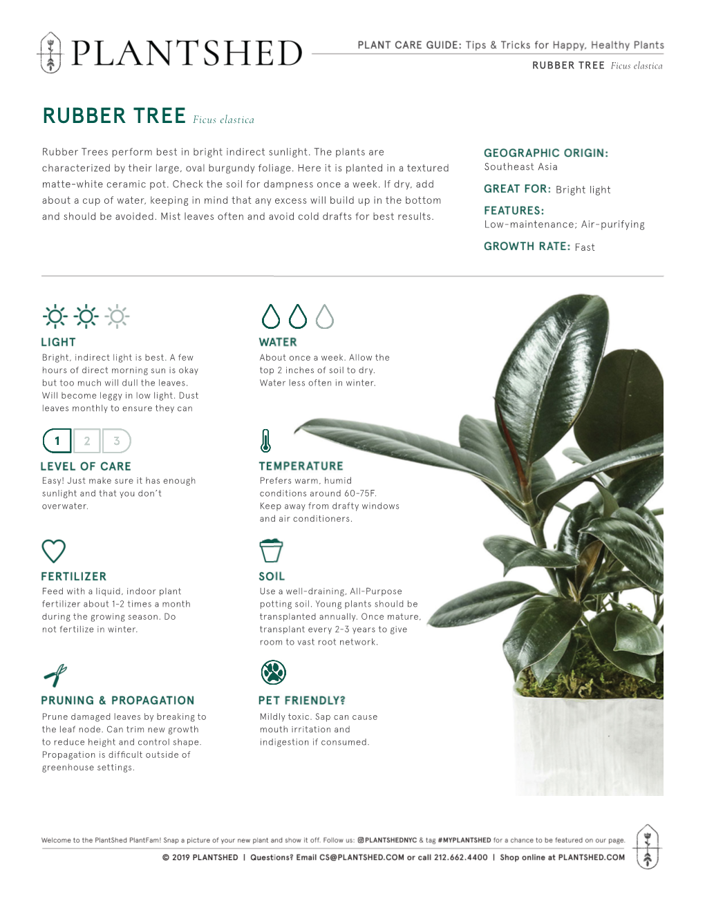 RUBBER TREE Ficus Elastica