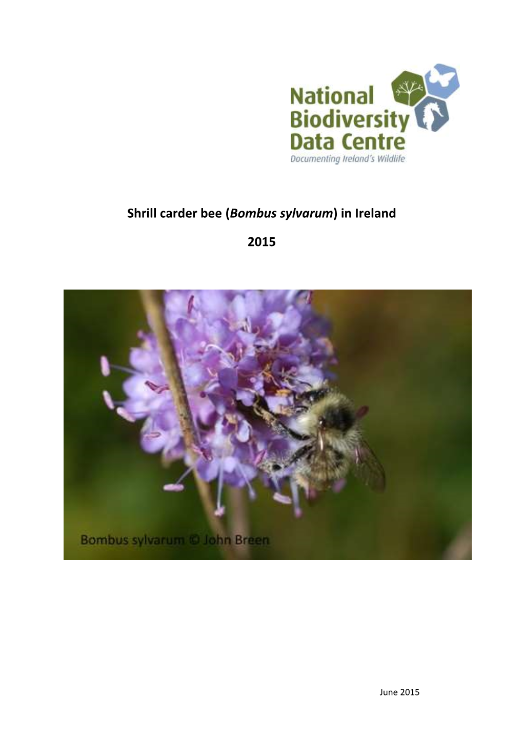 Shrill Carder Bee (Bombus Sylvarum) in Ireland 2015