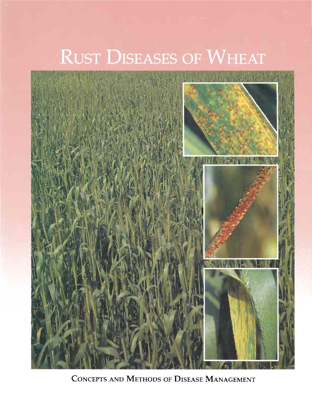 Rust Diseases of Wheat