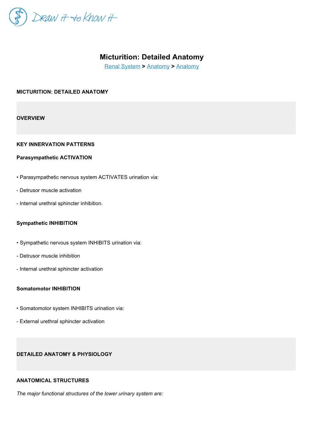 Micturition: Detailed Anatomy Renal System > Anatomy > Anatomy