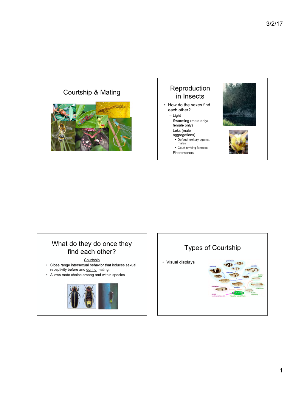 Courtship & Mating Reproduction in Insects What Do They Do Once They