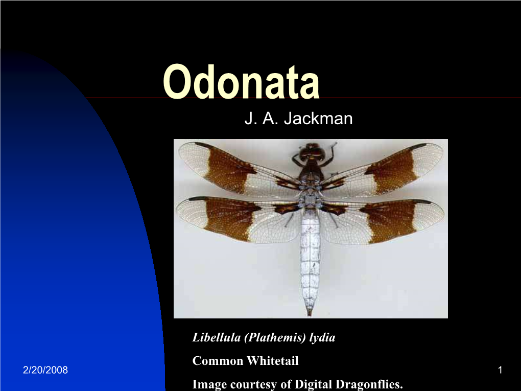 Download Odonata Presentation PDF File