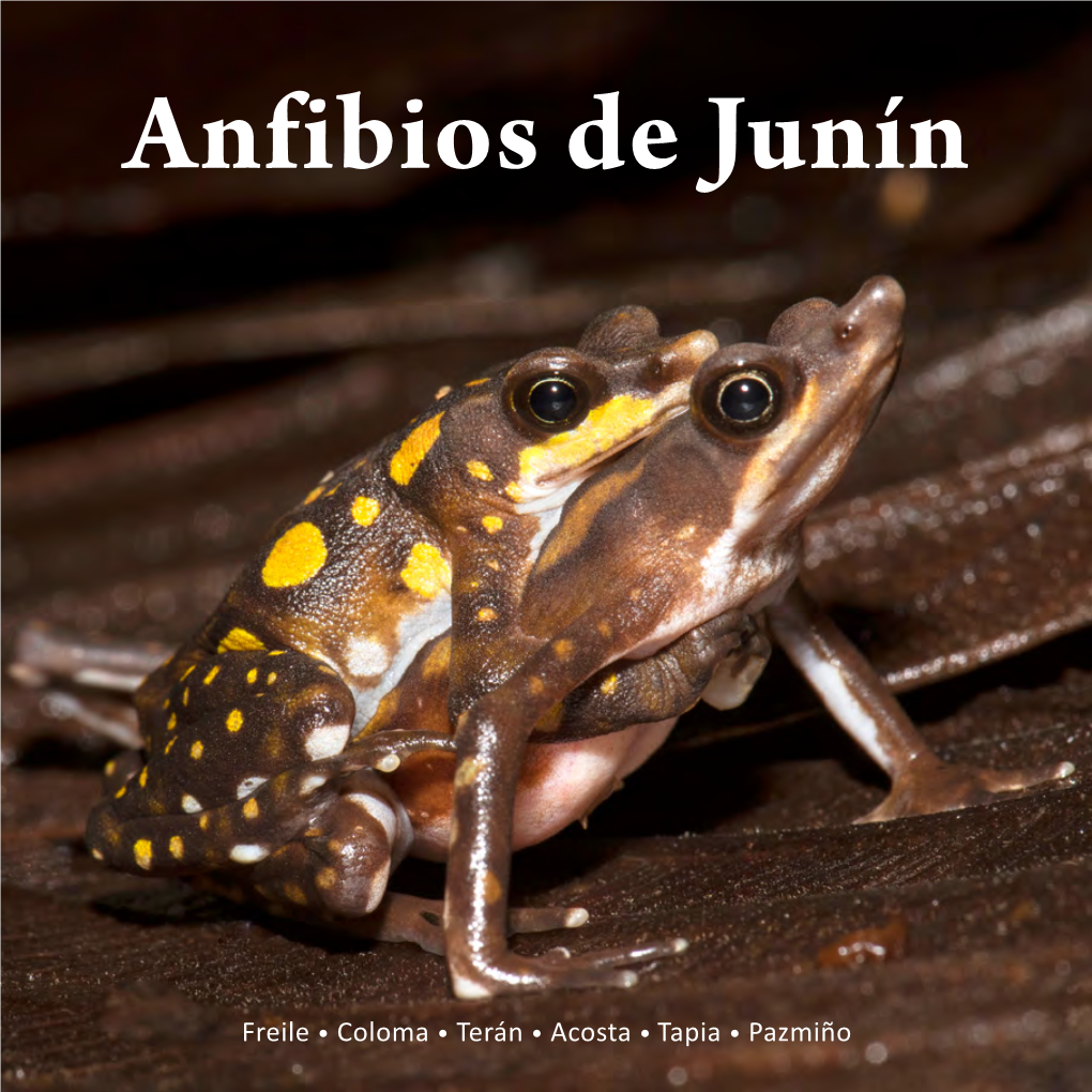 Anfibios De Junín