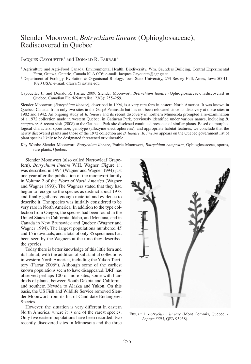 Slender Moonwort, Botrychium Lineare (Ophioglossaceae), Rediscovered in Quebec