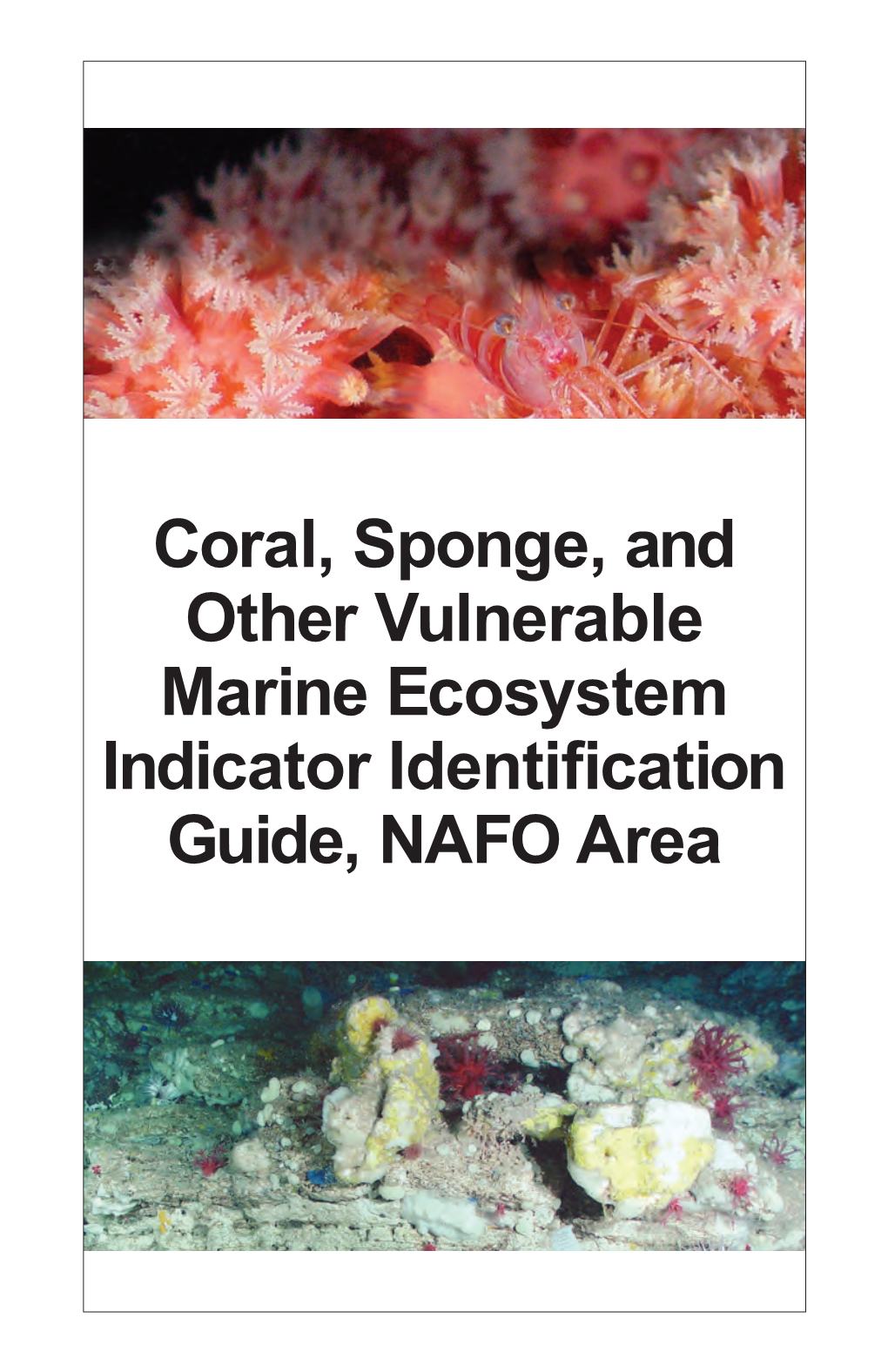 Coral, Sponge, and Other Vulnerable Marine Ecosystem Indicator Identification Guide, NAFO Area