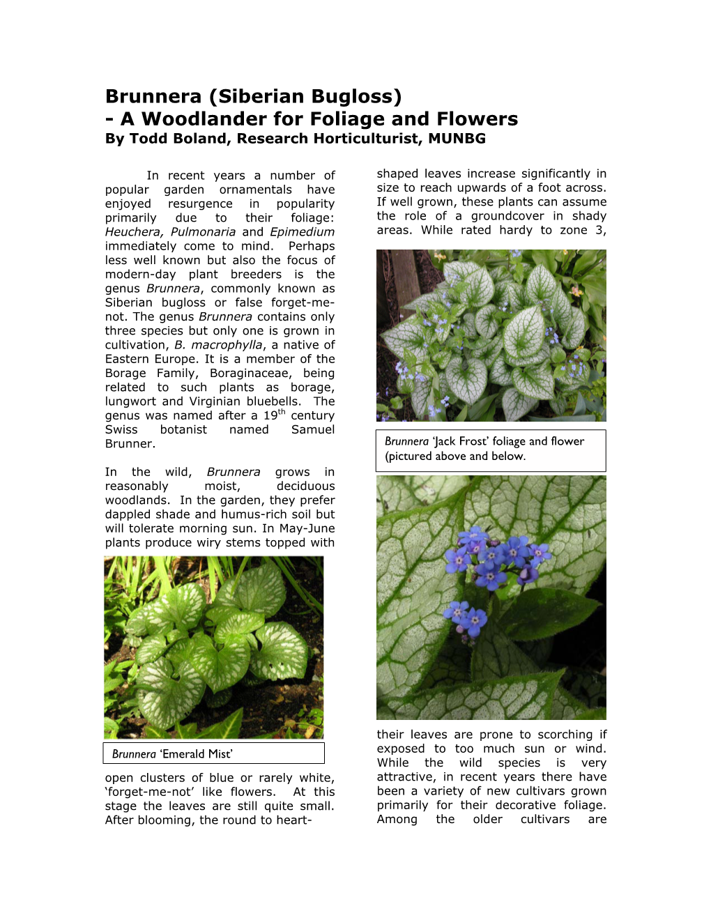 Brunnera (Siberian Bugloss) - a Woodlander for Foliage and Flowers by Todd Boland, Research Horticulturist, MUNBG
