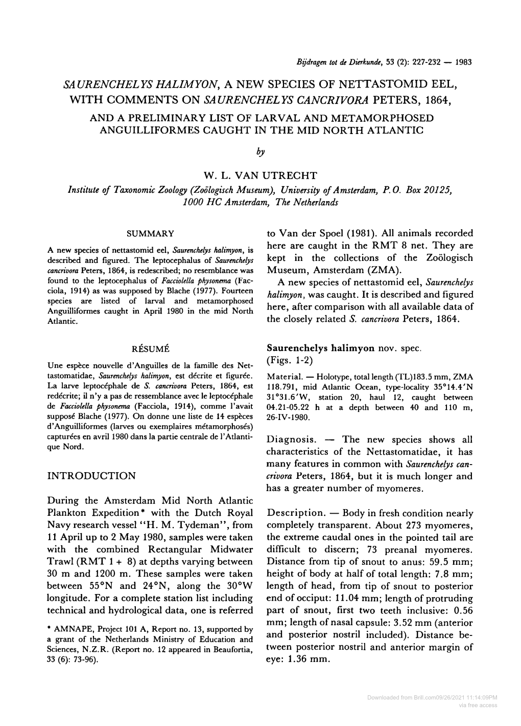 Saurenchelys Halimyon, a New Species of Nettastomid Eel, With