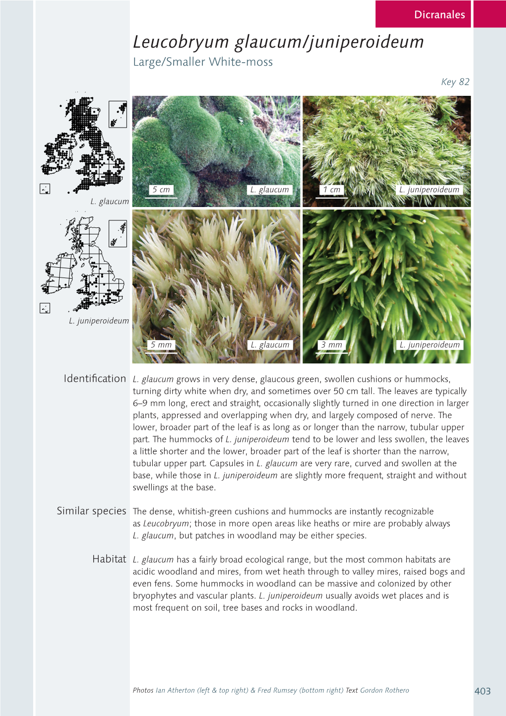 Leucobryum-Glaucum-Juniperoideum.Pdf