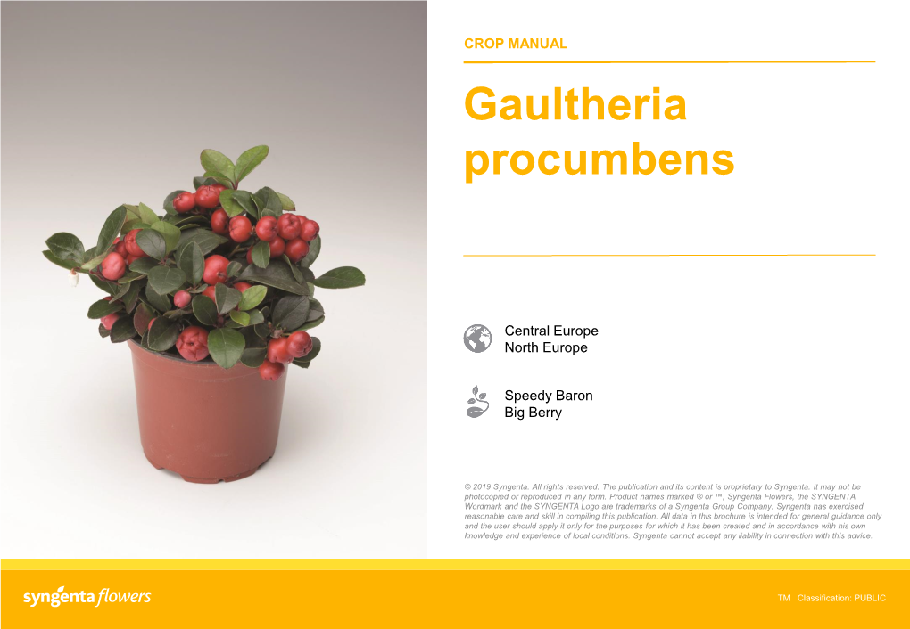 Gaultheria Procumbens