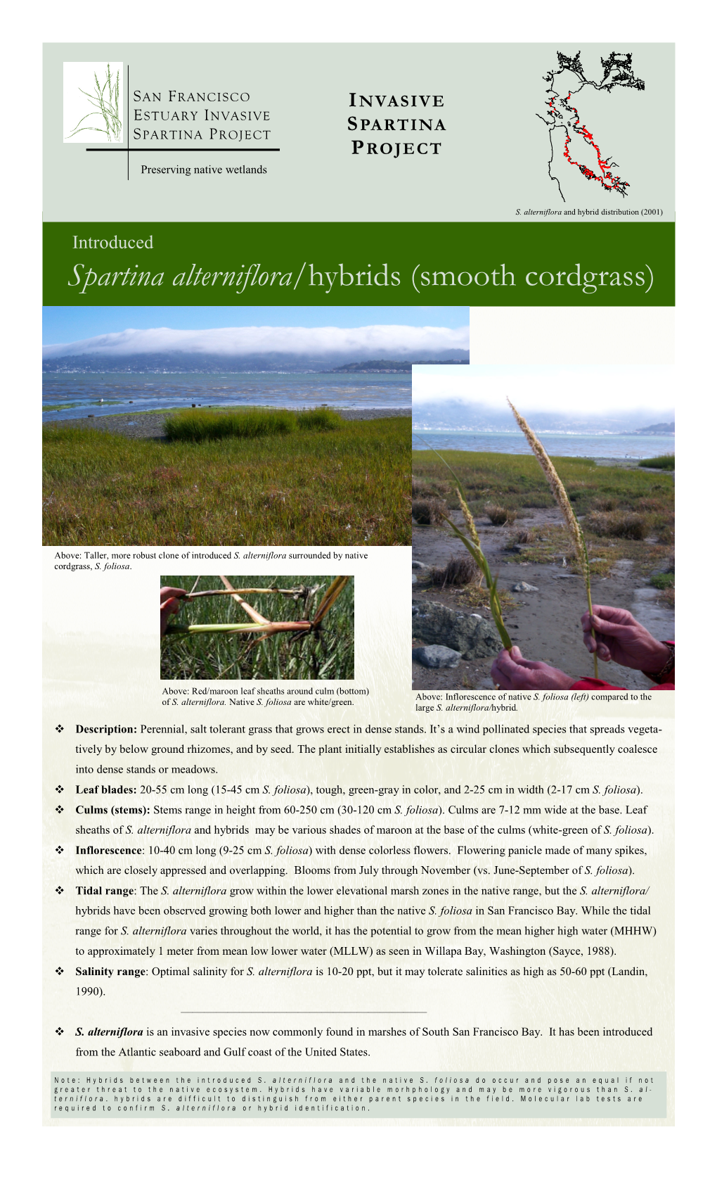 Spartina Alterniflora/Hybrids (Smooth Cordgrass)