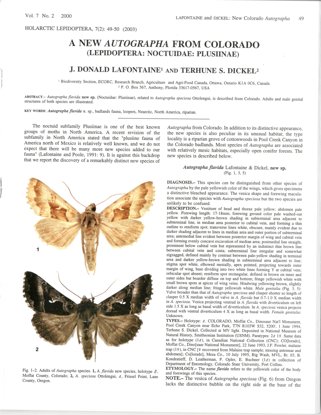 A New Autographa from Colorado (Lepidoptera: Noctuidae: Plusiinae)