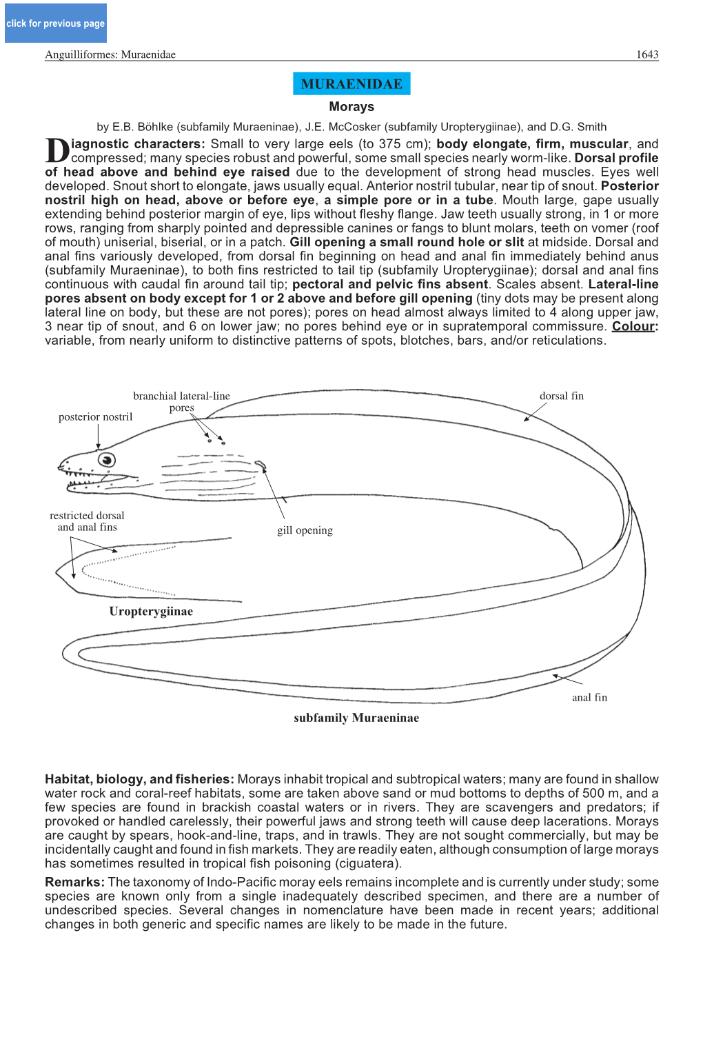 Muraenidae 1643